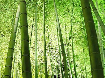 Японский бамбуковый лес. Фото с сайта Ryokan-yachiyo.com