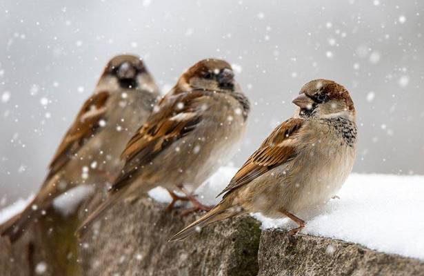 Почему одни птицы улетают на юг, а другие — нет? — Рамблер