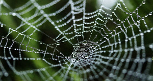 Японский стартап начнет продажу курток из паутины
