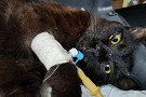 В Благовещенске люди выбросили раненого кота после отказа в бесплатном лечении