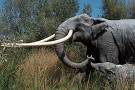 В Испании нашли «ясли» древних слонов