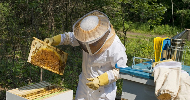 Кения и Эфиопия сгубили своё пчеловодство из-за пестицидов