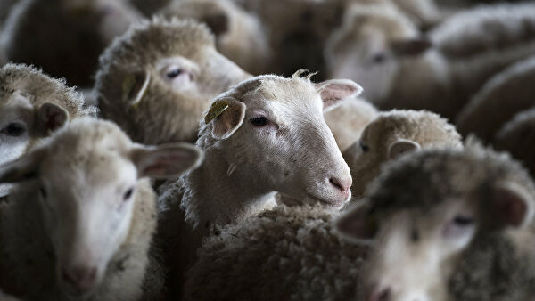 Фермер снял на видео гигантское сердце из овец