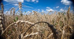 За день аграрии продали в госфонд вдвое больше зерна, чем за два предыдущих месяца