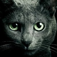 Кинотеатр Киноград (Московский), Московский – Расписание Сеансов, Отзывы,  Фото, Цены, Адрес – Афиша-Кинотеатры