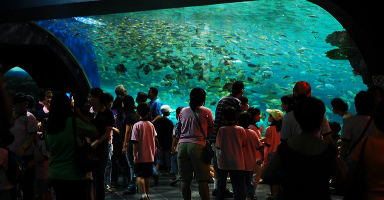 Манила парк. Манила оушен парк. Manila Ocean Park Филиппины. Манильский океанариум.