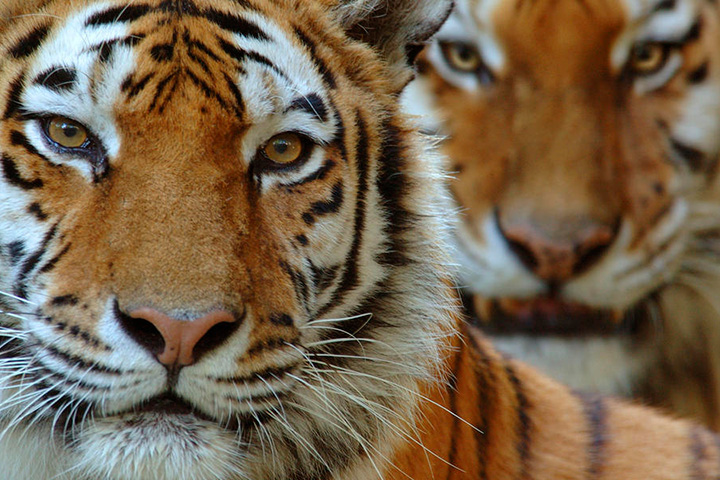 Амурским тиграм покровительствует Путин, но именно благодаря WWF  был создан Центр реабилитации для осиротевших тигрят, нашлись деньги на антибраконьерские бригады и другие полезные дела