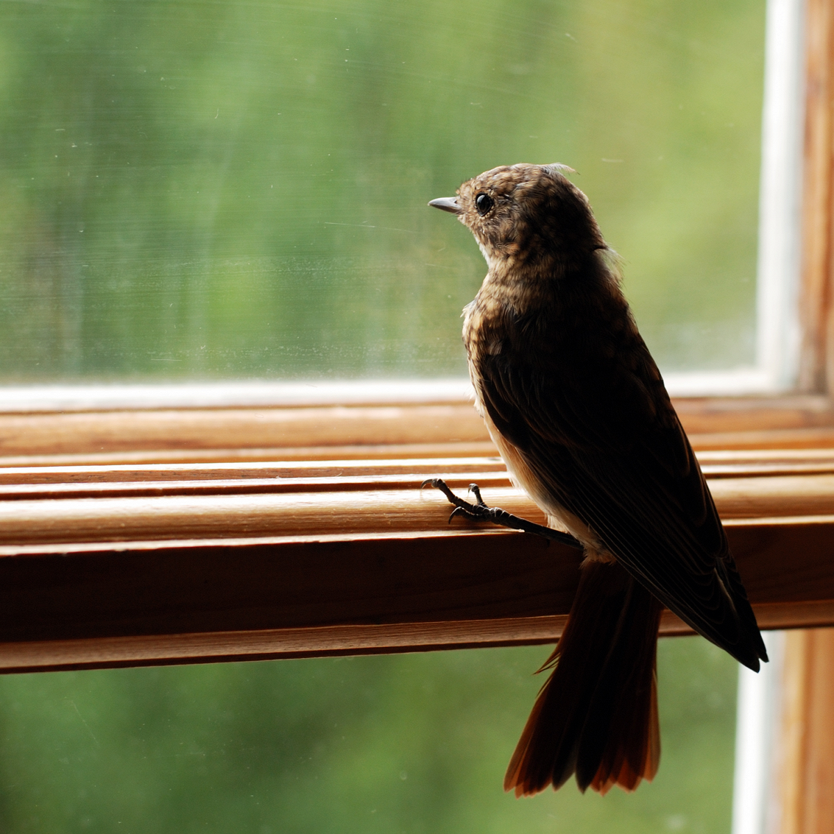 К чему птица стучит в окно: народные поверья