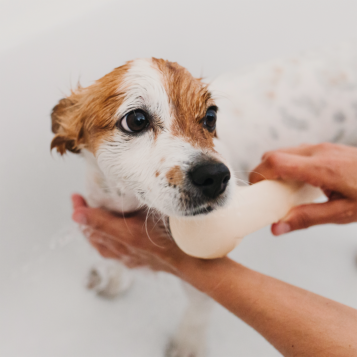 Нужно ли мыть кошек и как выбрать шампунь для собак: отвечает ветеринарный  врач - Афиша Daily