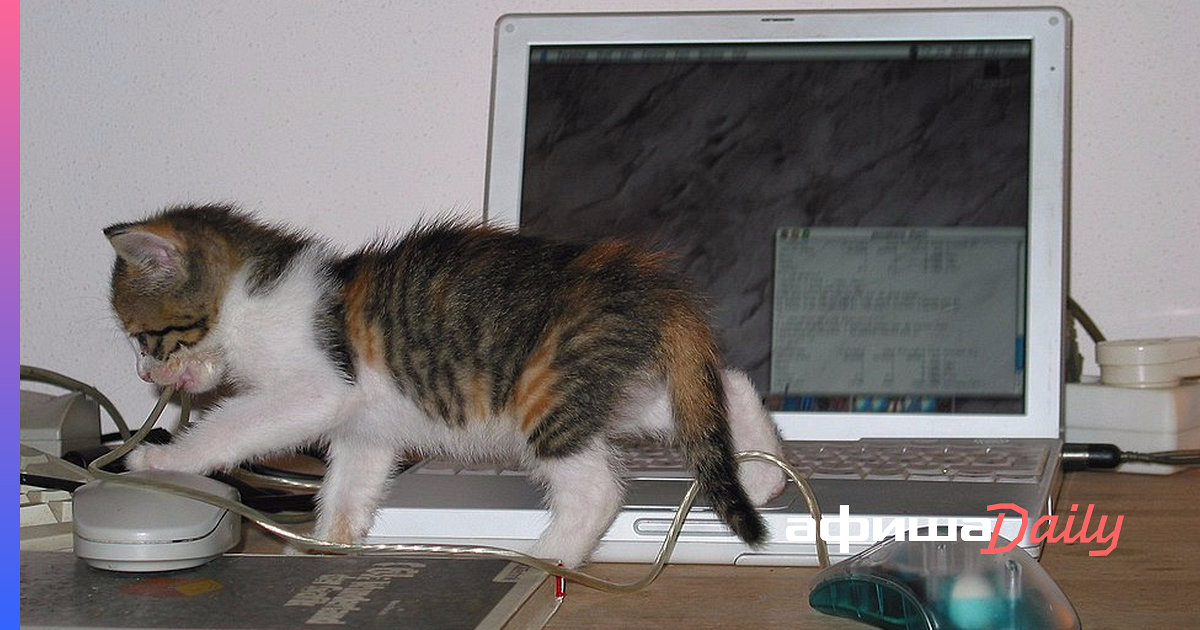 Почему котикам компьютеры