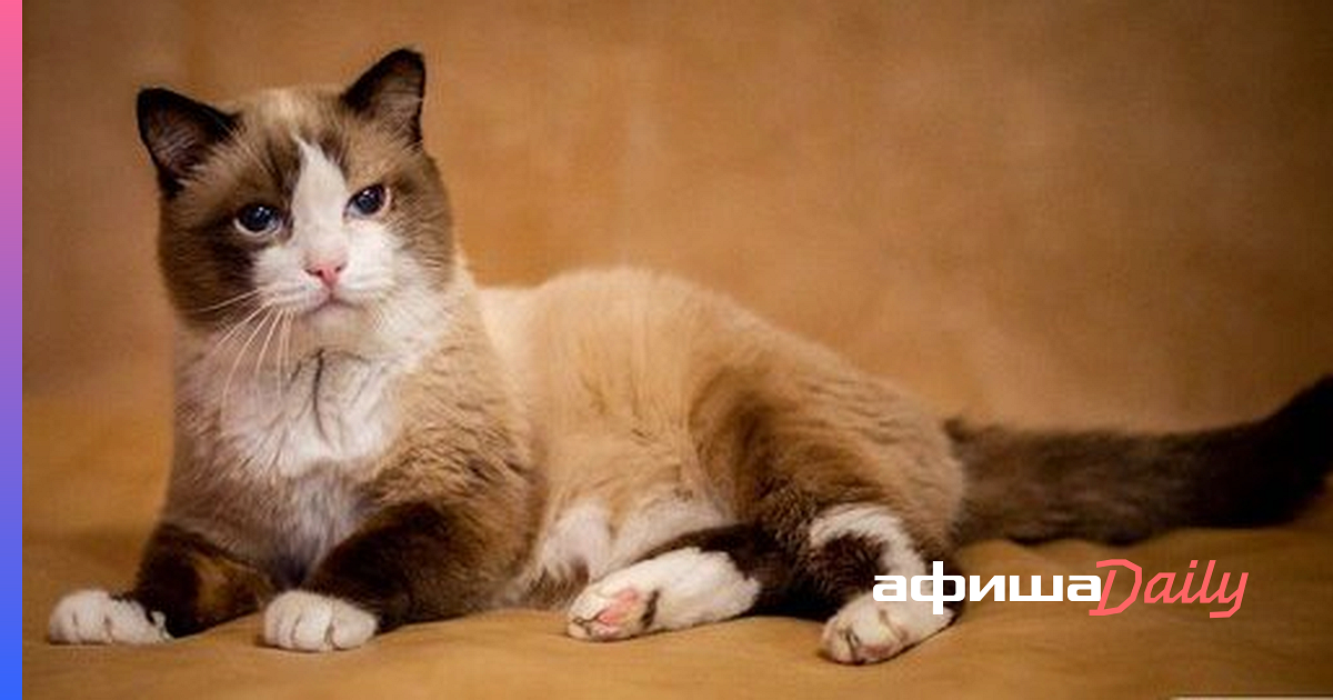 В Тюмени умер самый старый сиамский кот в России. Ему было 26 лет - Афиша  Daily