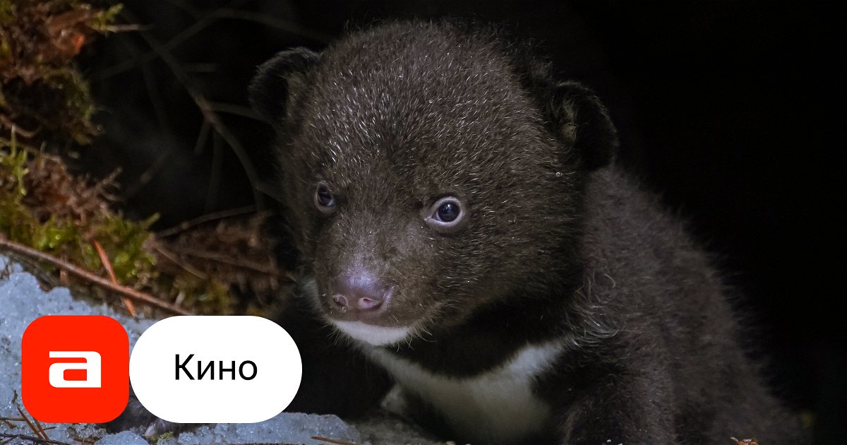 Я медведь 2023 отзывы