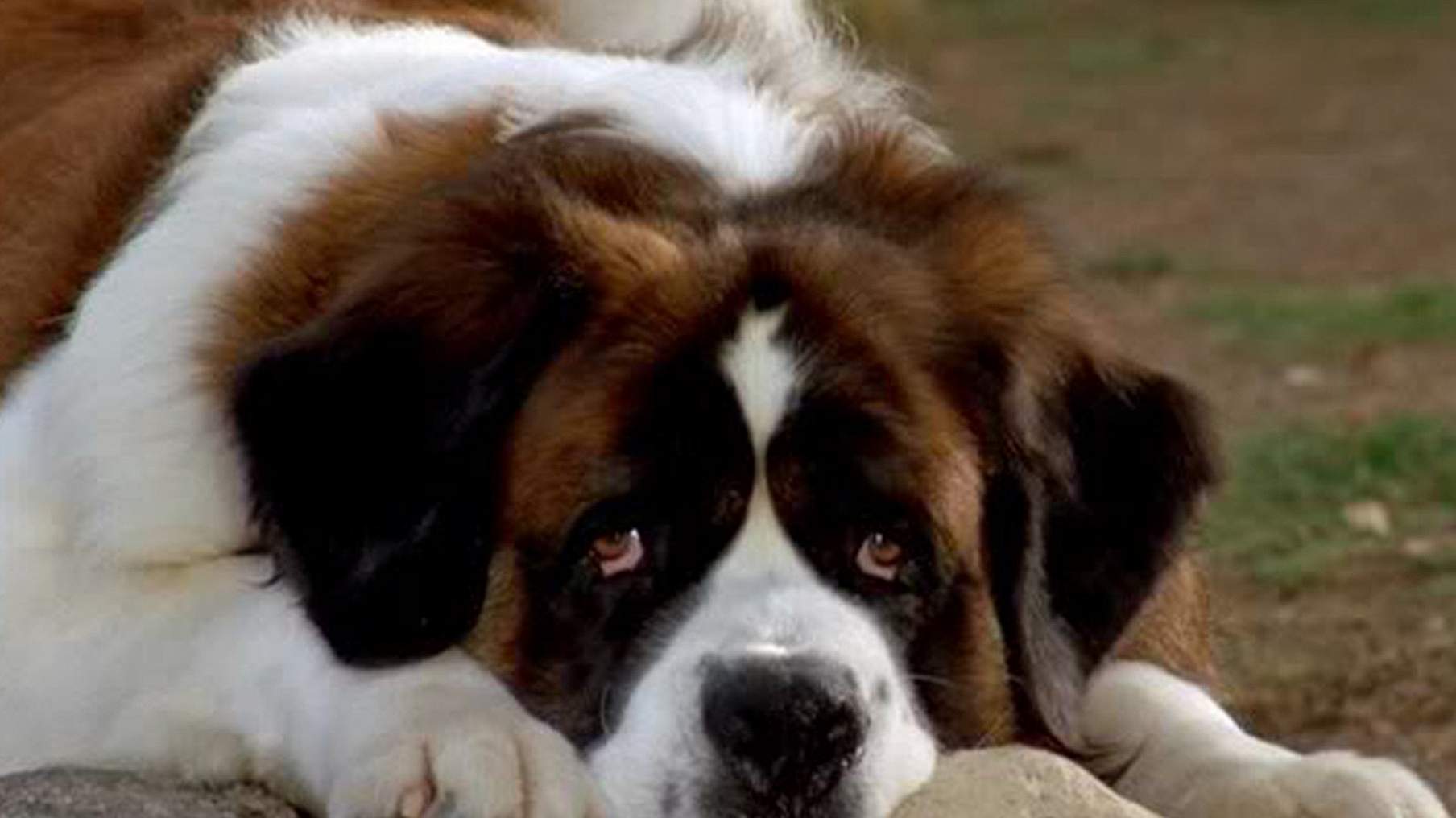 Собака из фильма бетховен фото
