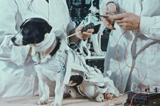 Космические собаки – афиша
