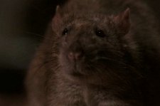 Крысы – афиша