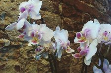 VI Зимний фестиваль орхидей – афиша