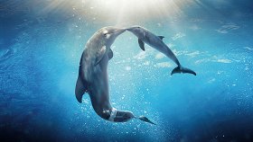 История дельфина-2 / Dolphin Tale 2
