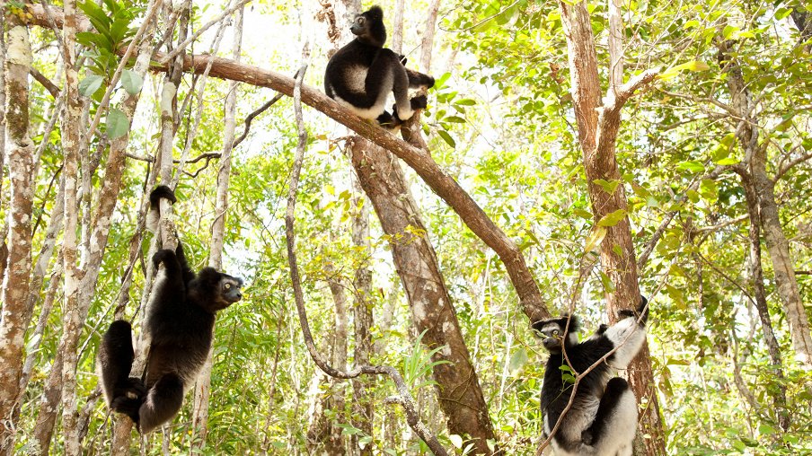 Остров лемуров: Мадагаскар – афиша