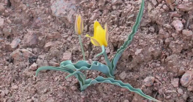 Новый вид тюльпана, обнаруженный в Кыргызстане, занесут в Красную книгу