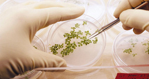 Syngentа согласилась стать китайской за $43 млрд