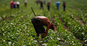 Украина продаст землю за транш